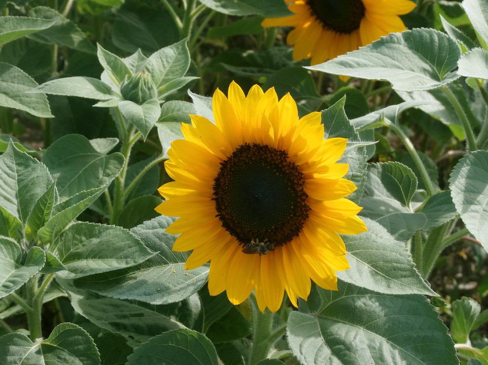 Мир дизайна: 10 огородников-любителей показывают урожай со своих грядок