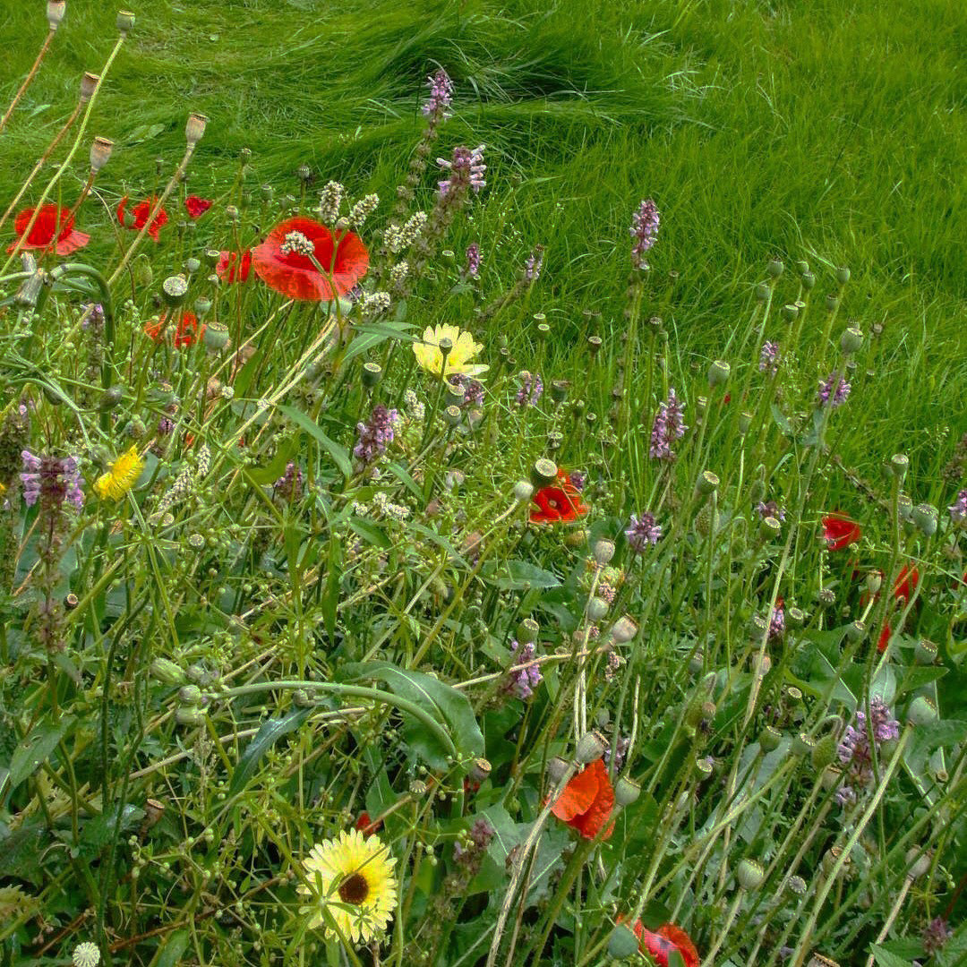 Цветники в природном стиле