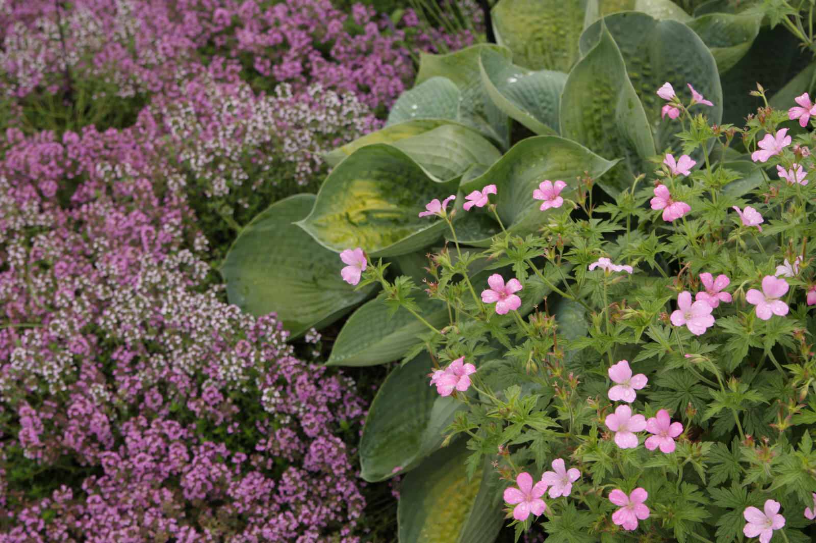 Сад на песках