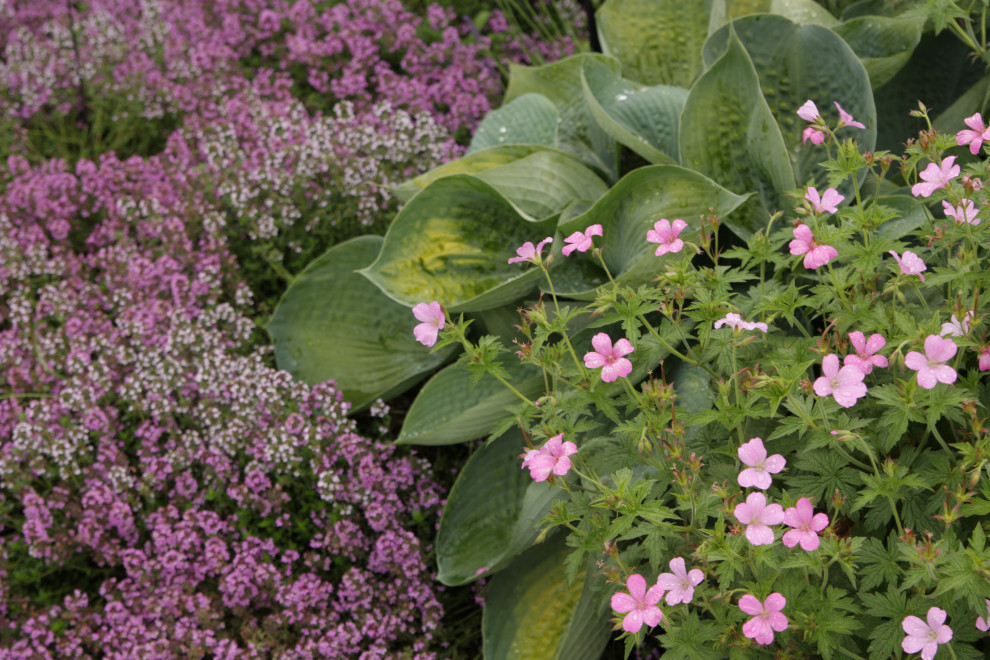 Сад на песках