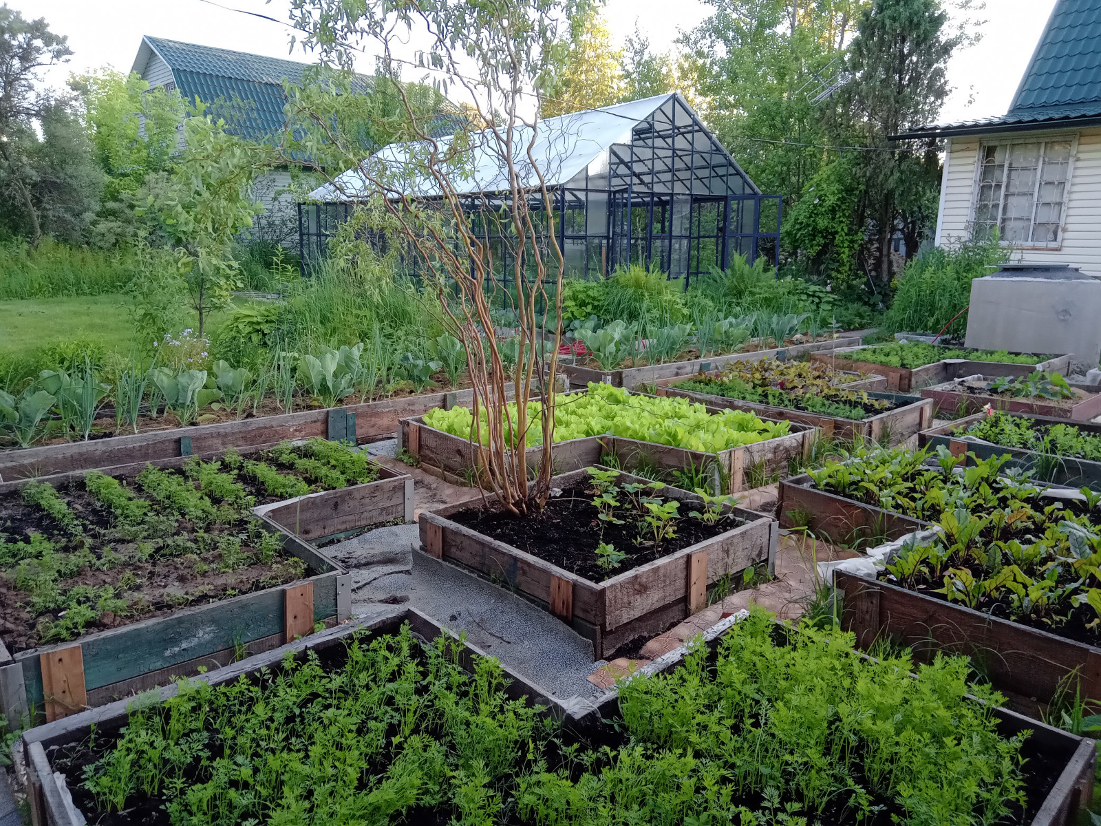 Обложка проекта: Огород