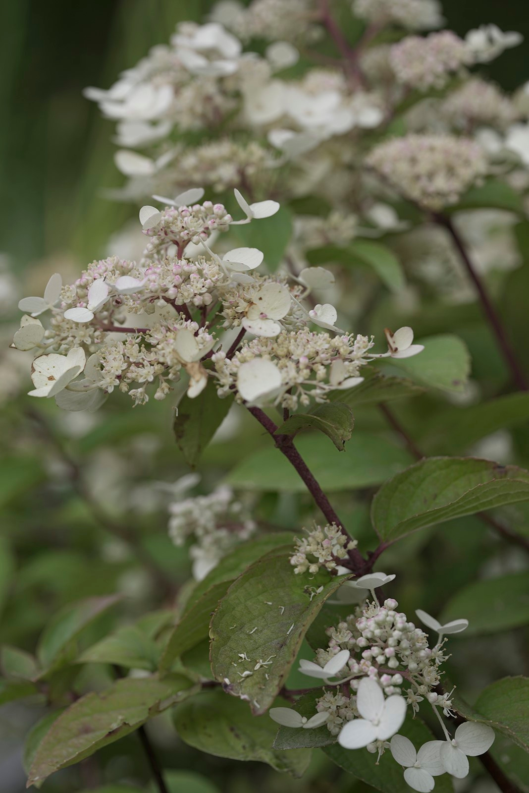 Сад Оксаны Хебородовой Гран-При на Москоу Флауер Шоу ( "Cад Вячеслава Зайцева")