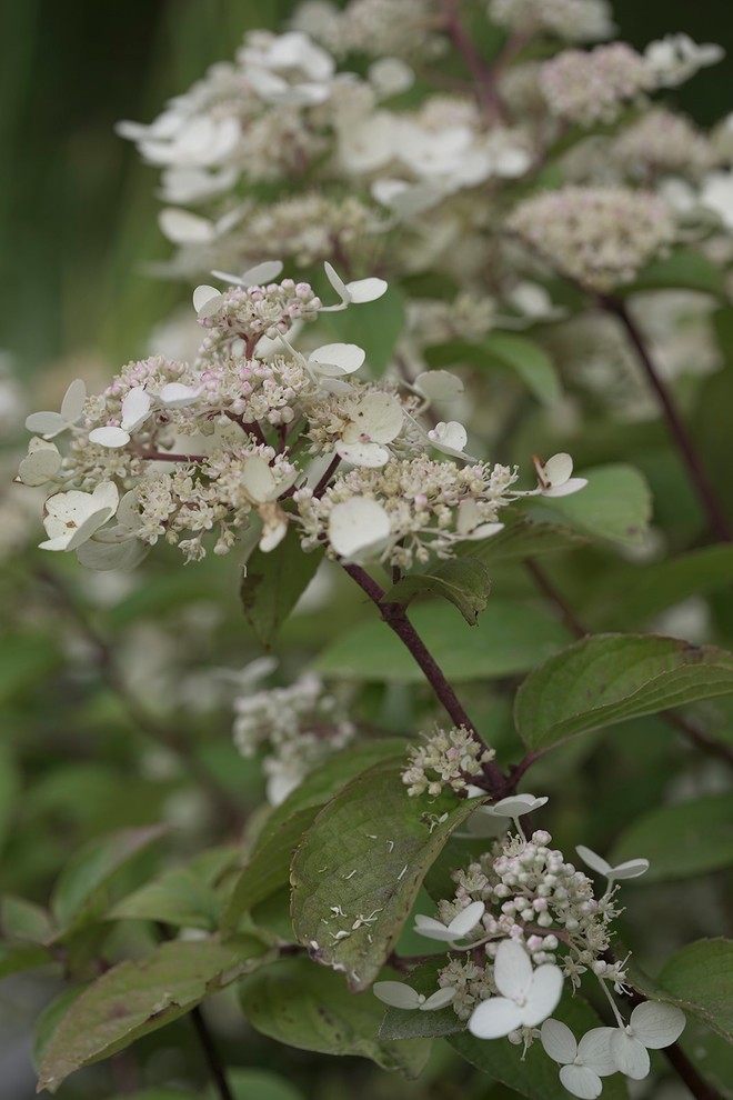 Сад Оксаны Хебородовой Гран-При на Москоу Флауер Шоу ( "Cад Вячеслава Зайцева")