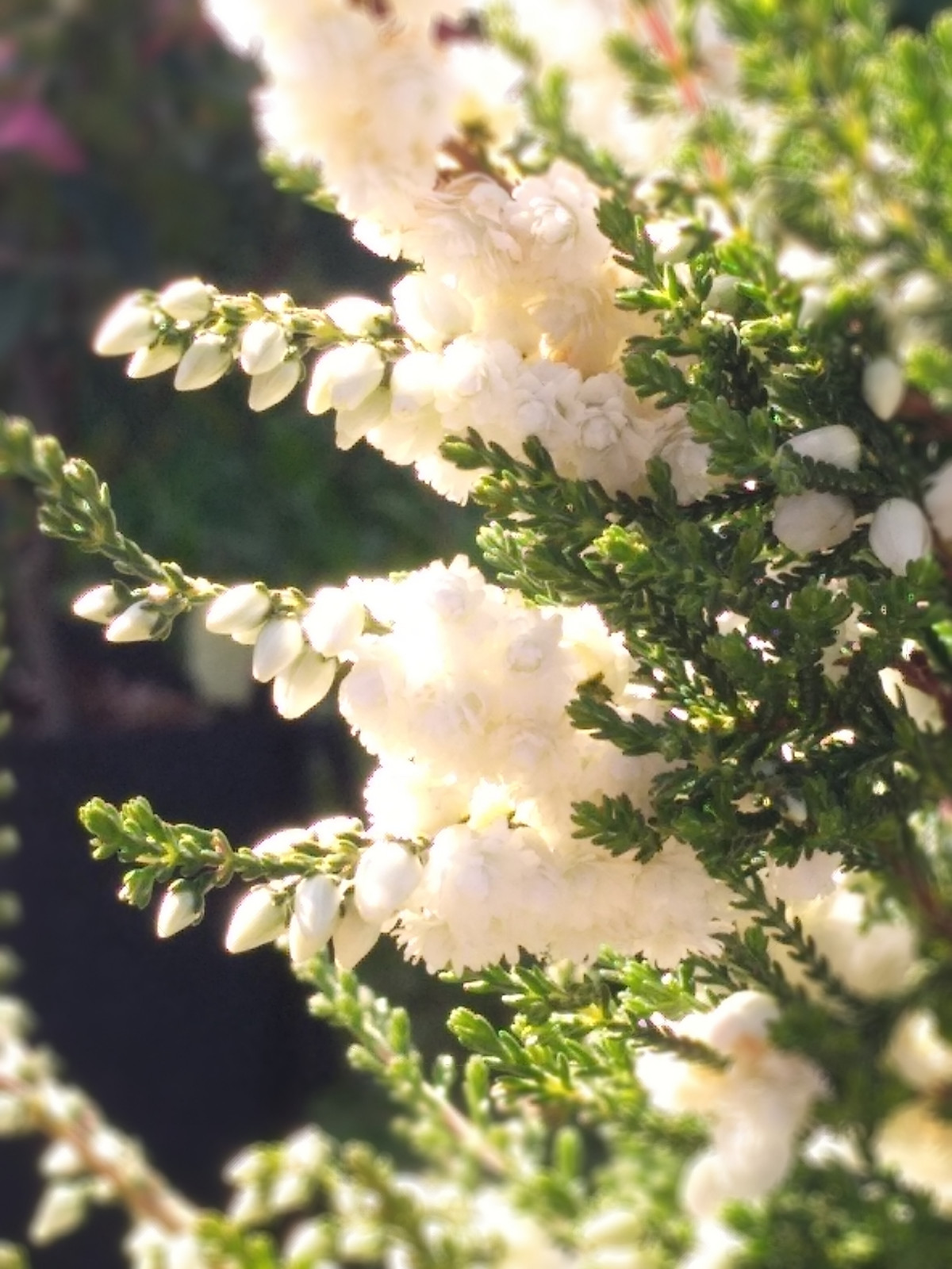 Питомник растений "ПРО вереск"