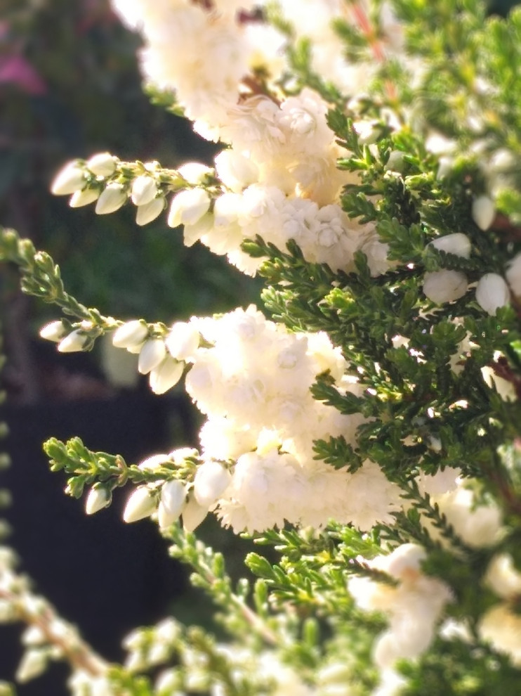 Питомник растений "ПРО вереск"