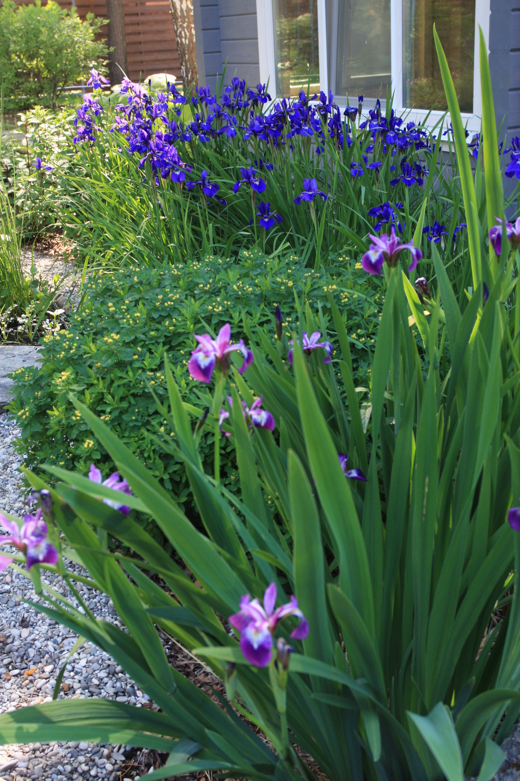 Озеро в лесу. Посёлок Приволье.