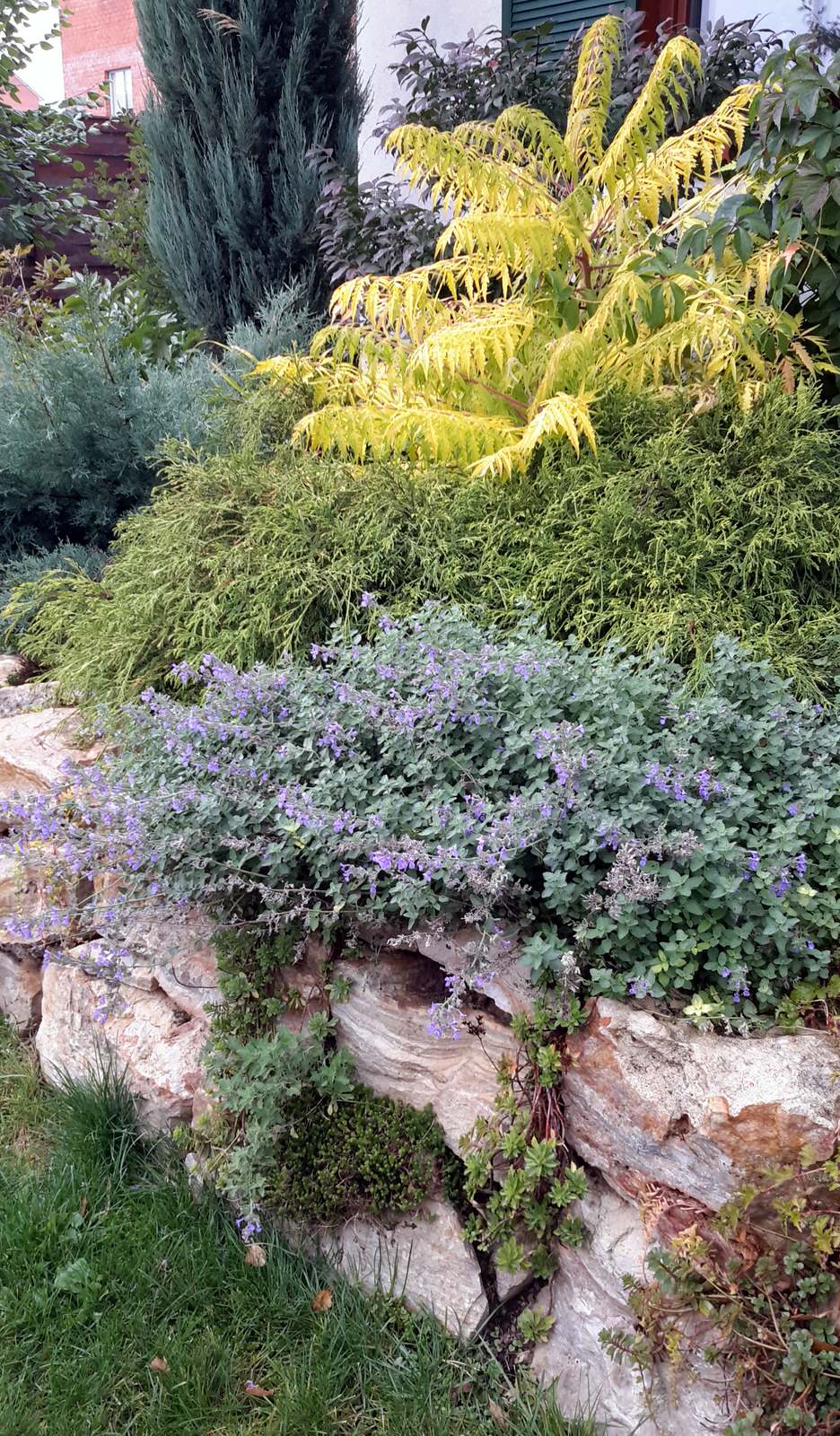 Растения на подпорной стене