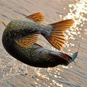 Иван Слухай