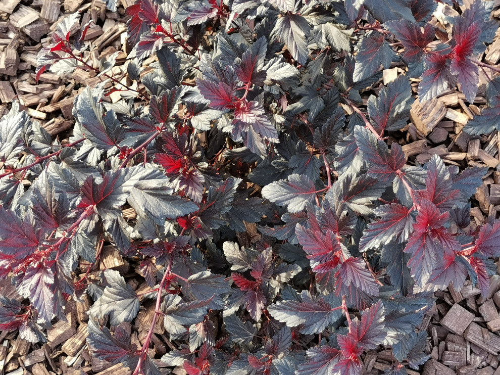 Кокшайск. Пергола – качель, шпалерный забор и обновление участка.