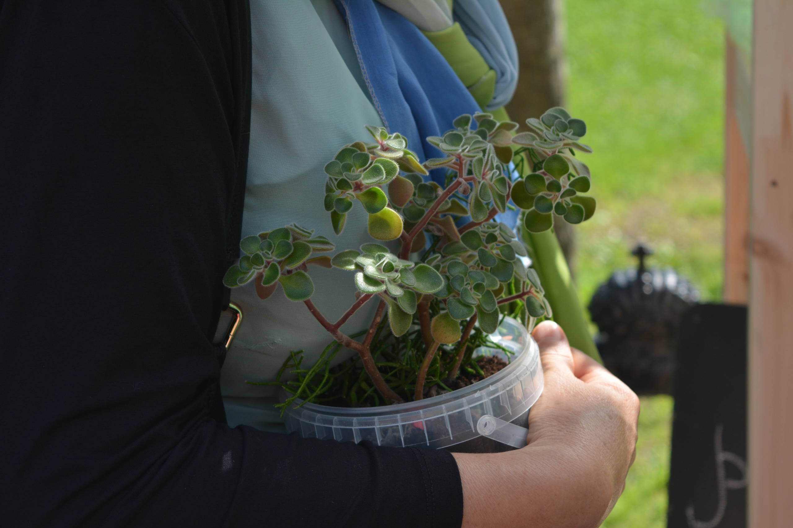 Приоритеты: Как ухаживать за садом, если денег нет