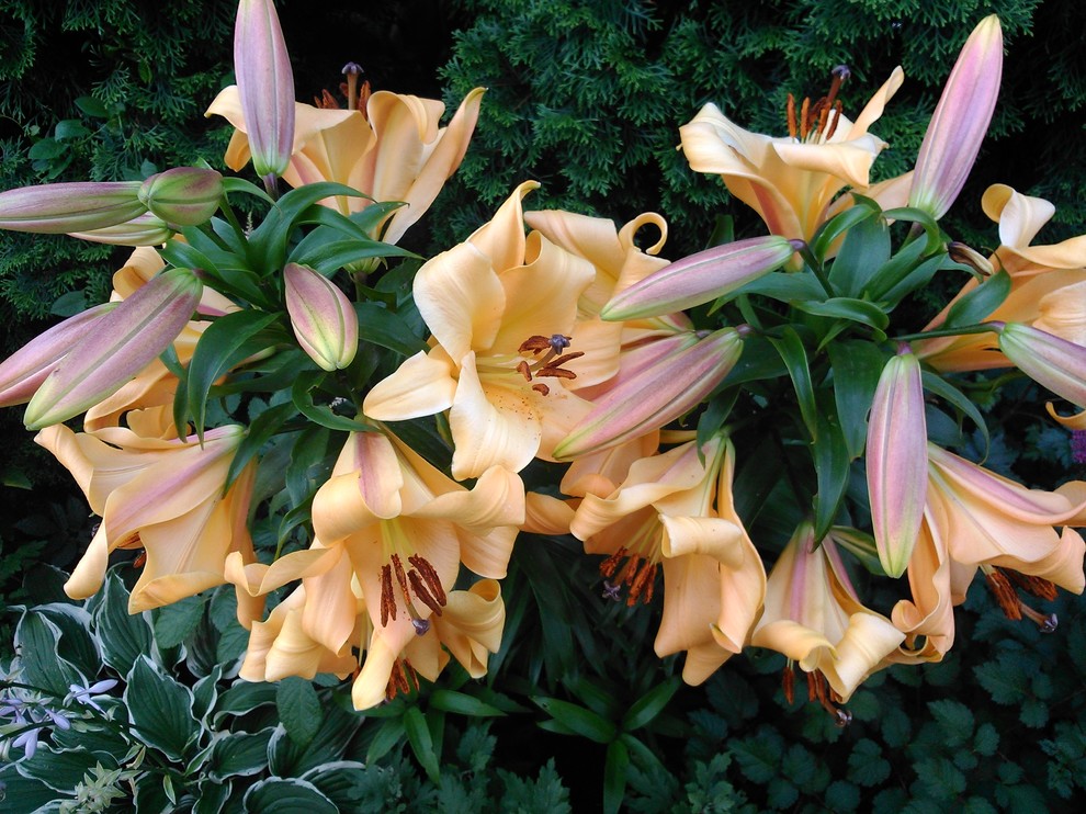 Ландшафт в пейзажном стиле с плавательным прудом 12 соток