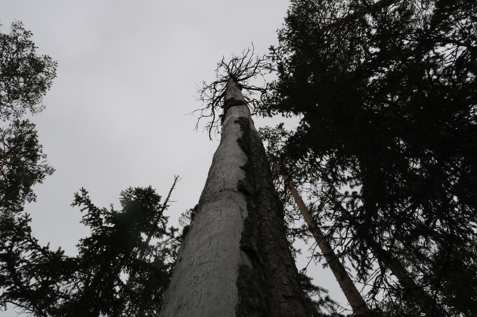 Производство и заготовка