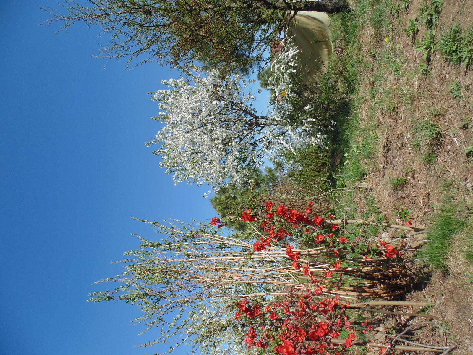 Наш собственный сад