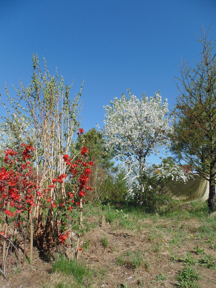 Наш собственный сад