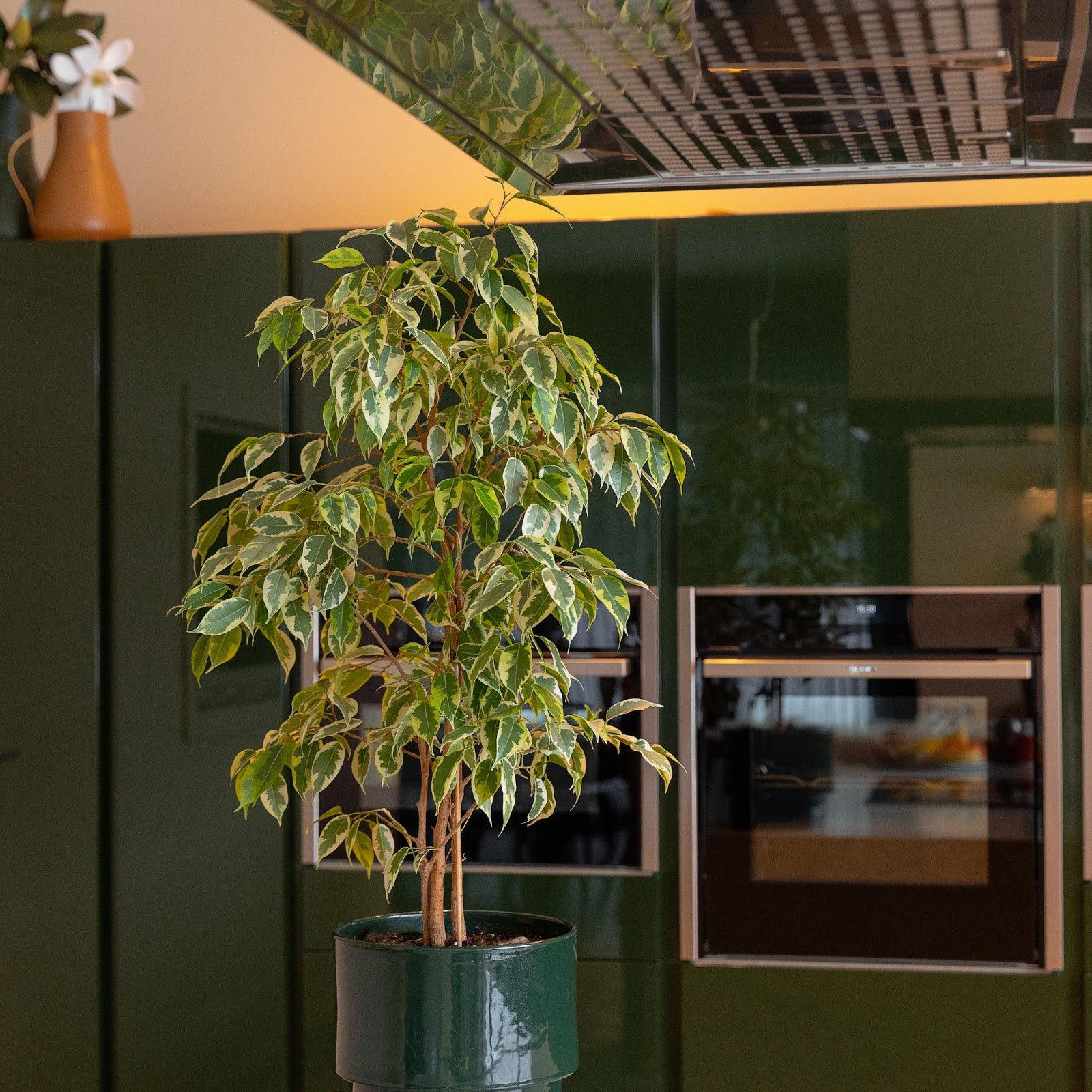 Озеленение загородного дома в Ленинградской области