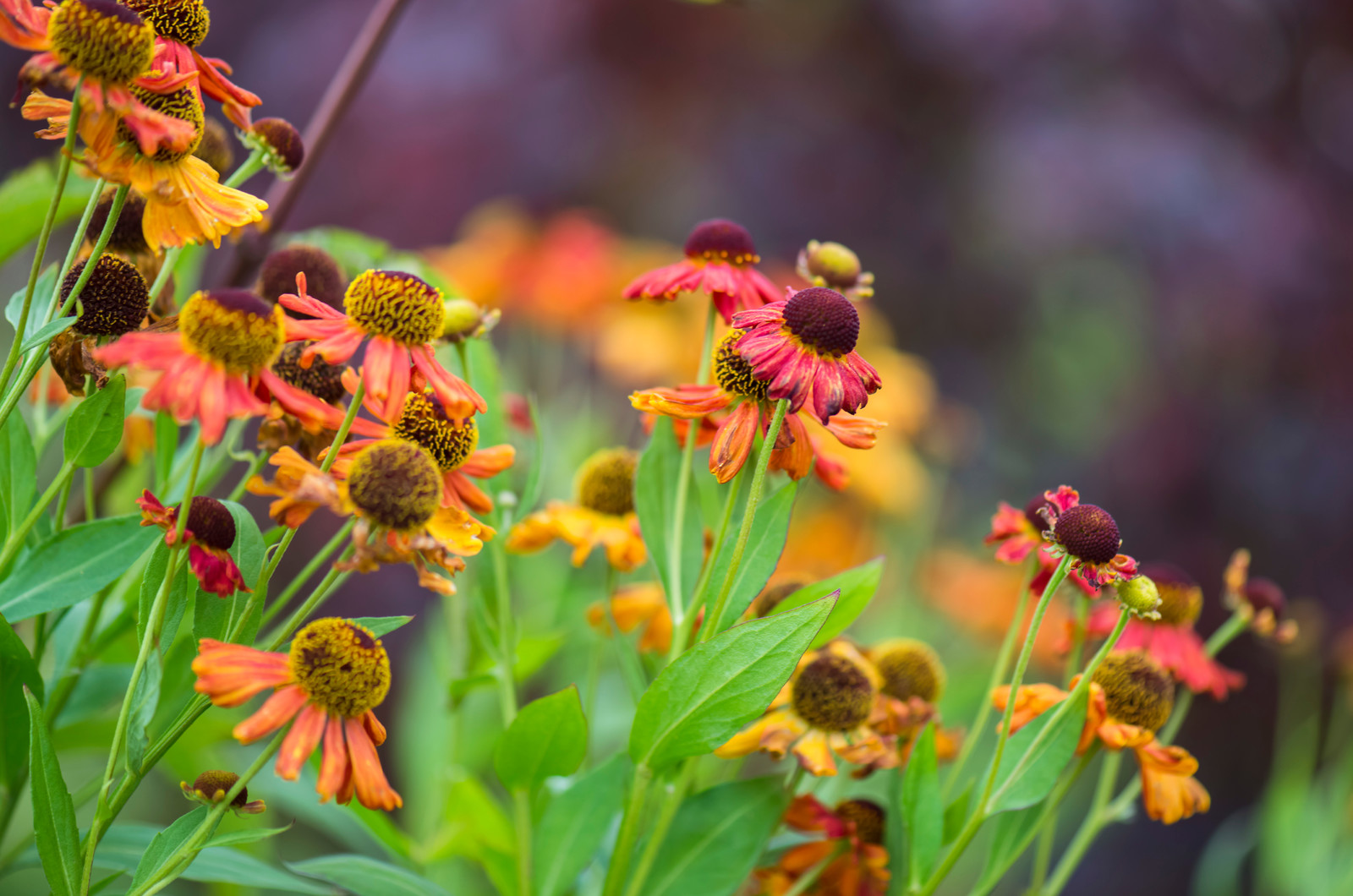 Большой сад в пригороде