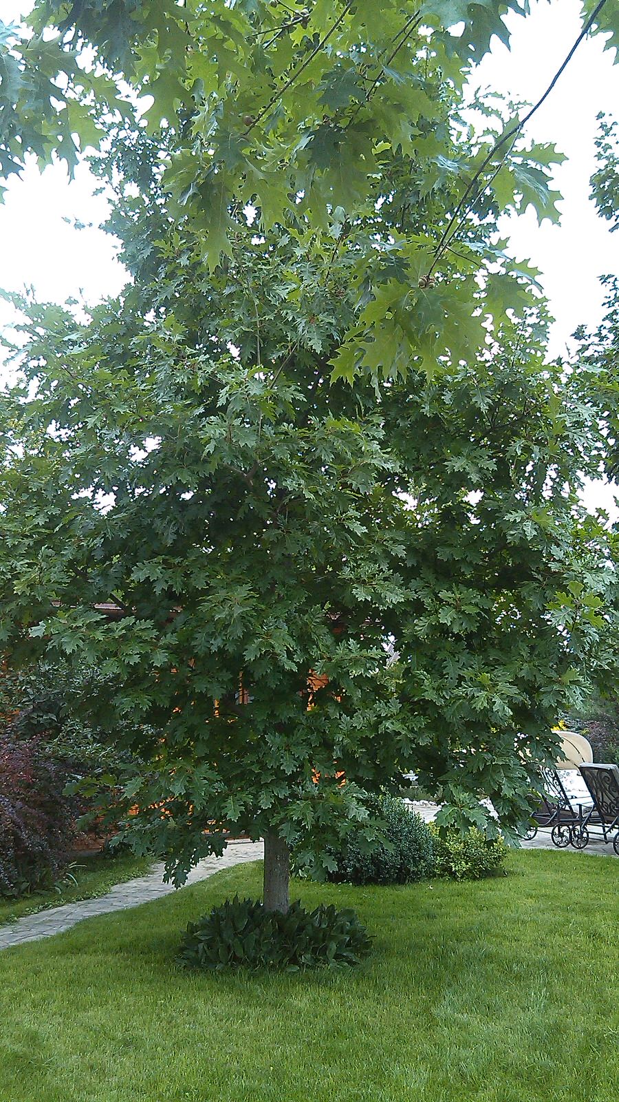 Домик среди старых дач