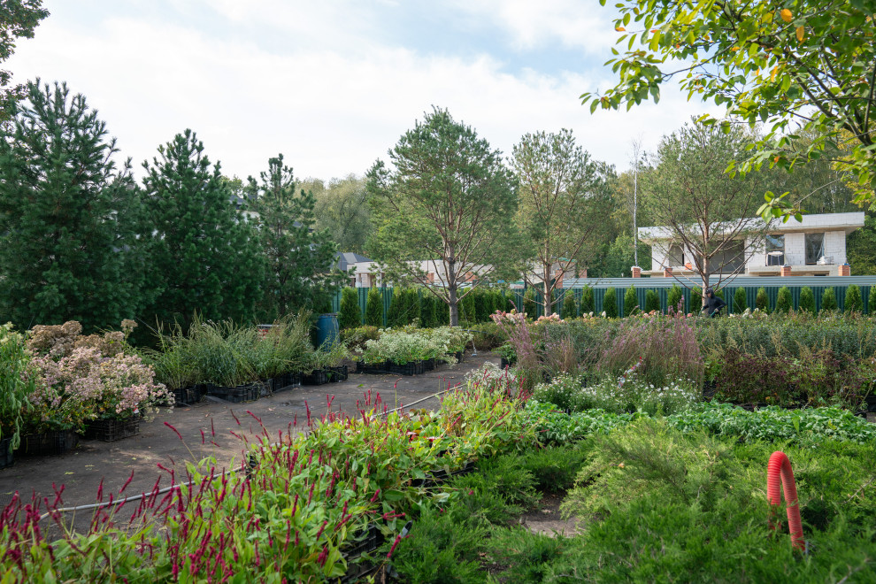 Антоновка. 30 соток. 2023 г.