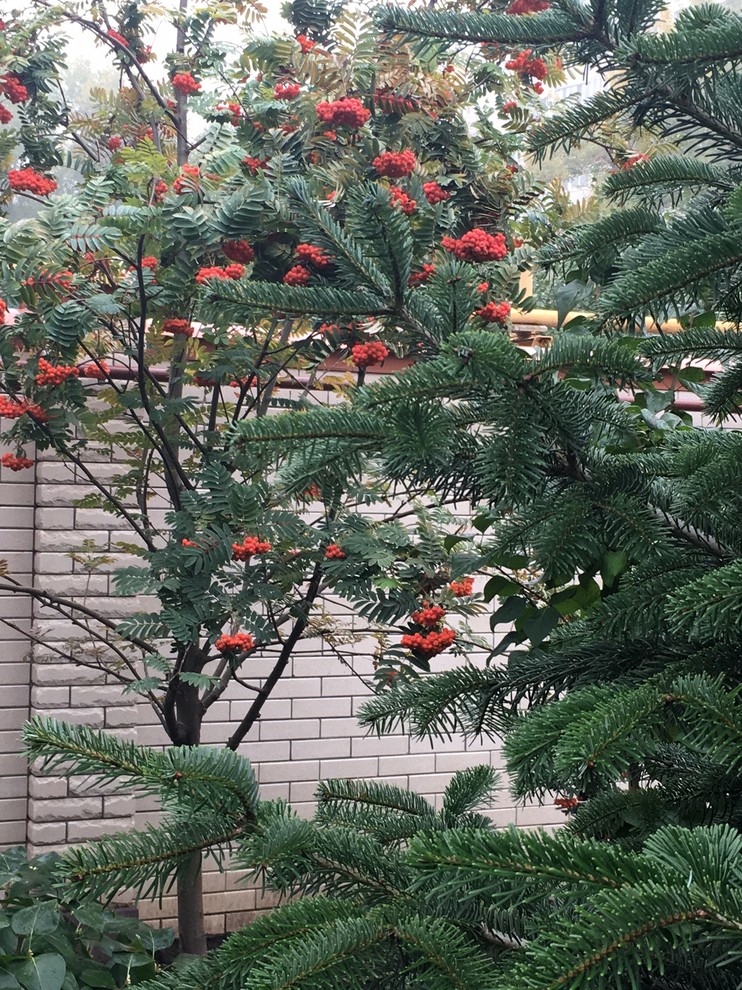 Сад в большом городе...