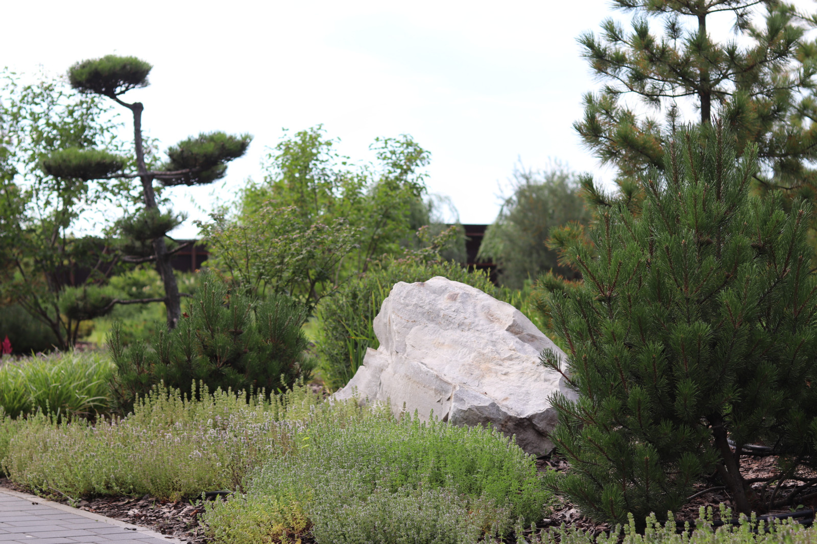 WB Берег пруда (май,июнь)