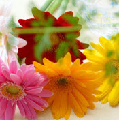 Мила Устюжина