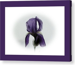 Ольга Анцибор