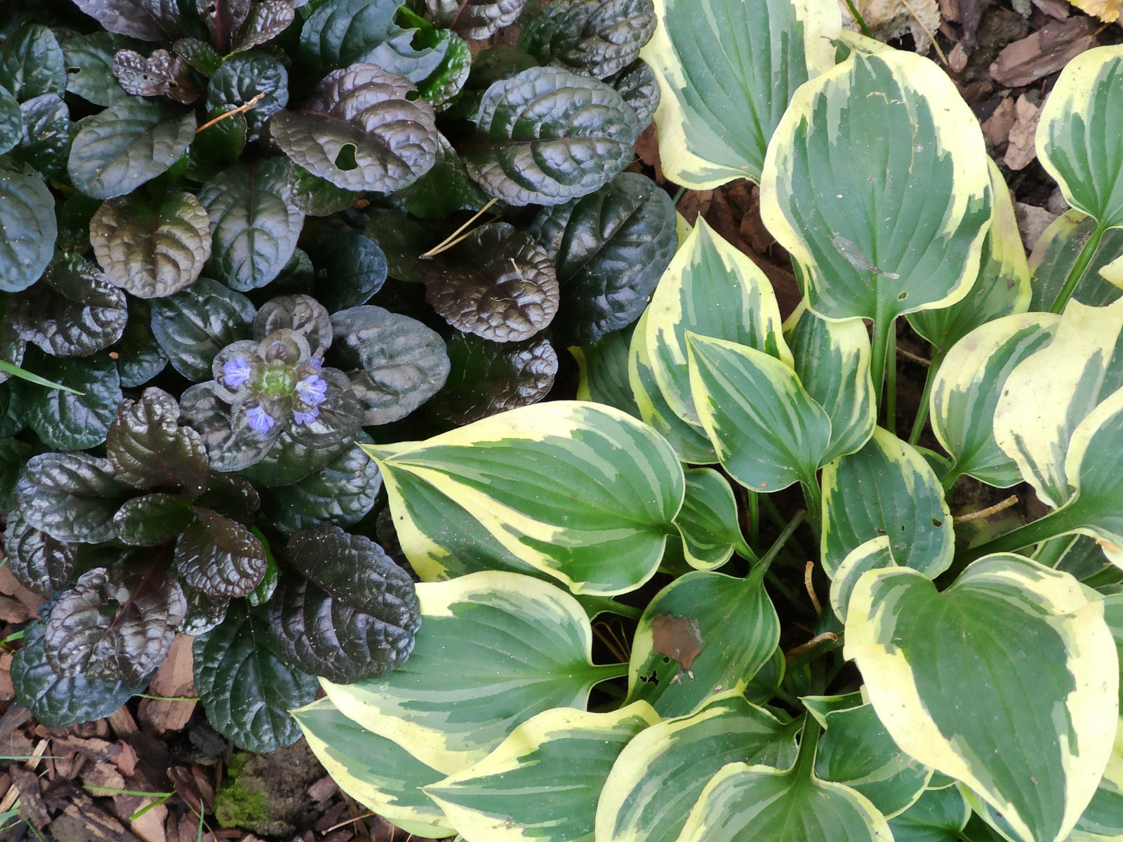 Обложка проекта: "Форест"