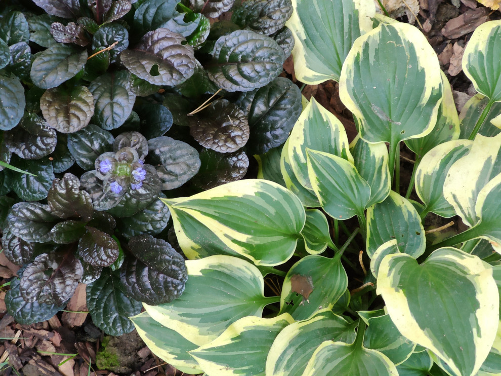 Обложка проекта: "Форест"