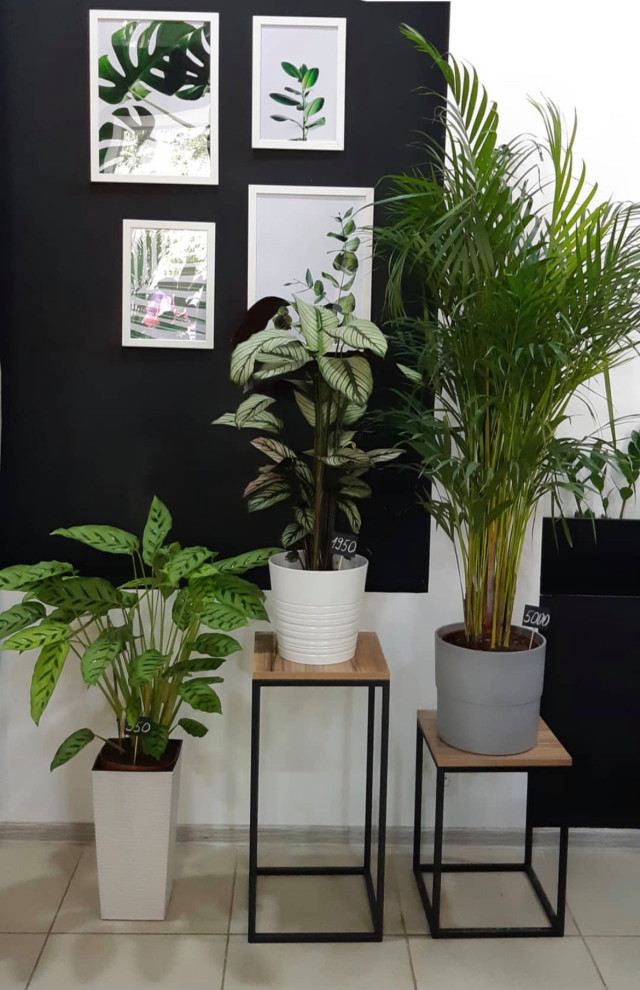 Анна Друкар