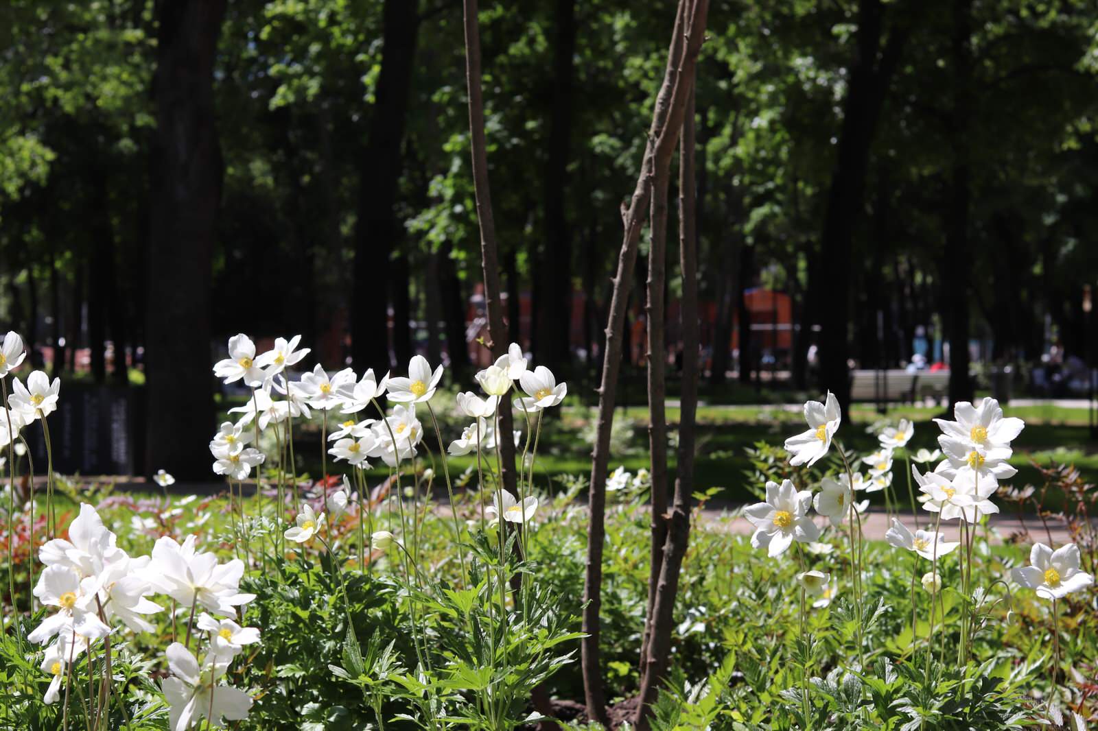 Парк Орленок