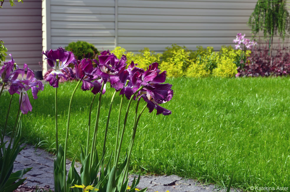 Обложка проекта: Patio