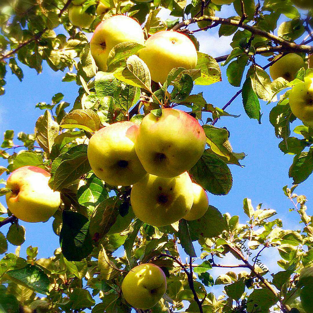 Плодовый сад