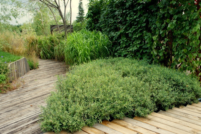 Мини-сад "Ветер в ивах"