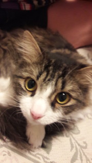 Александр Булгаков