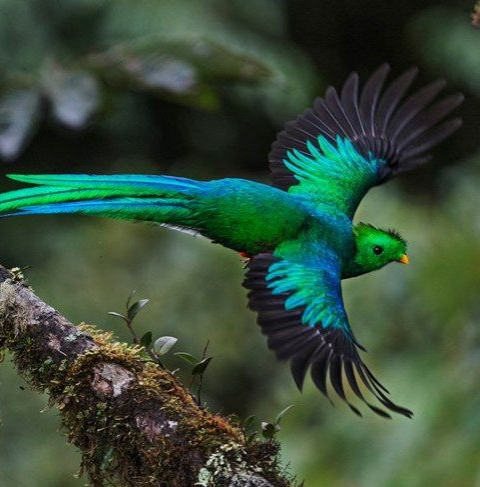 Птичка КВЕЗАЛЬ