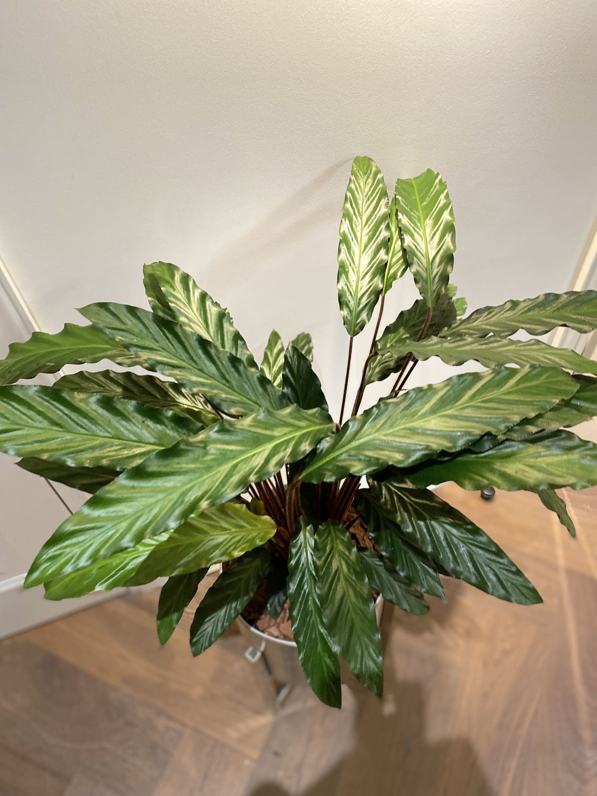 Озеленение интерьера