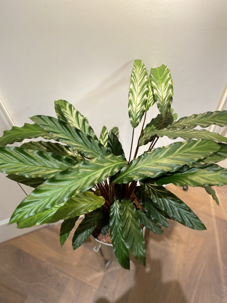 Озеленение интерьера