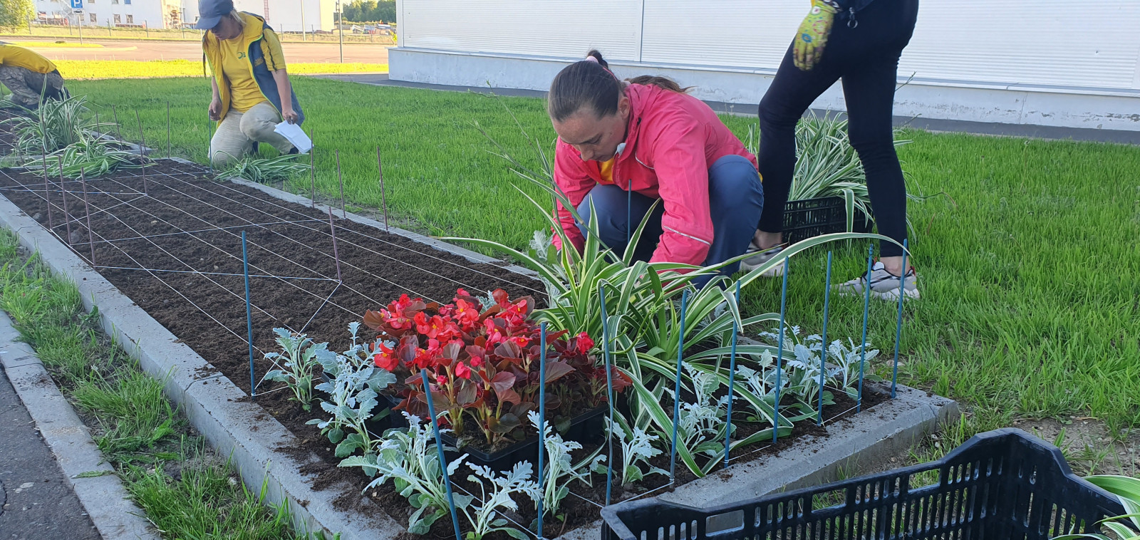 Посадка растений, озеленение