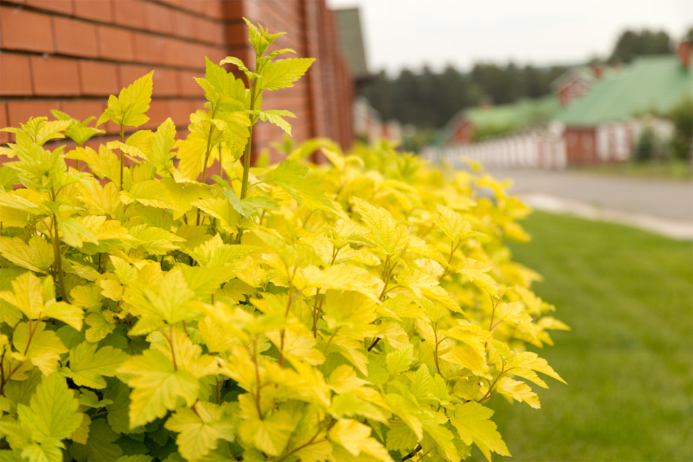 Новая Рига, Москва