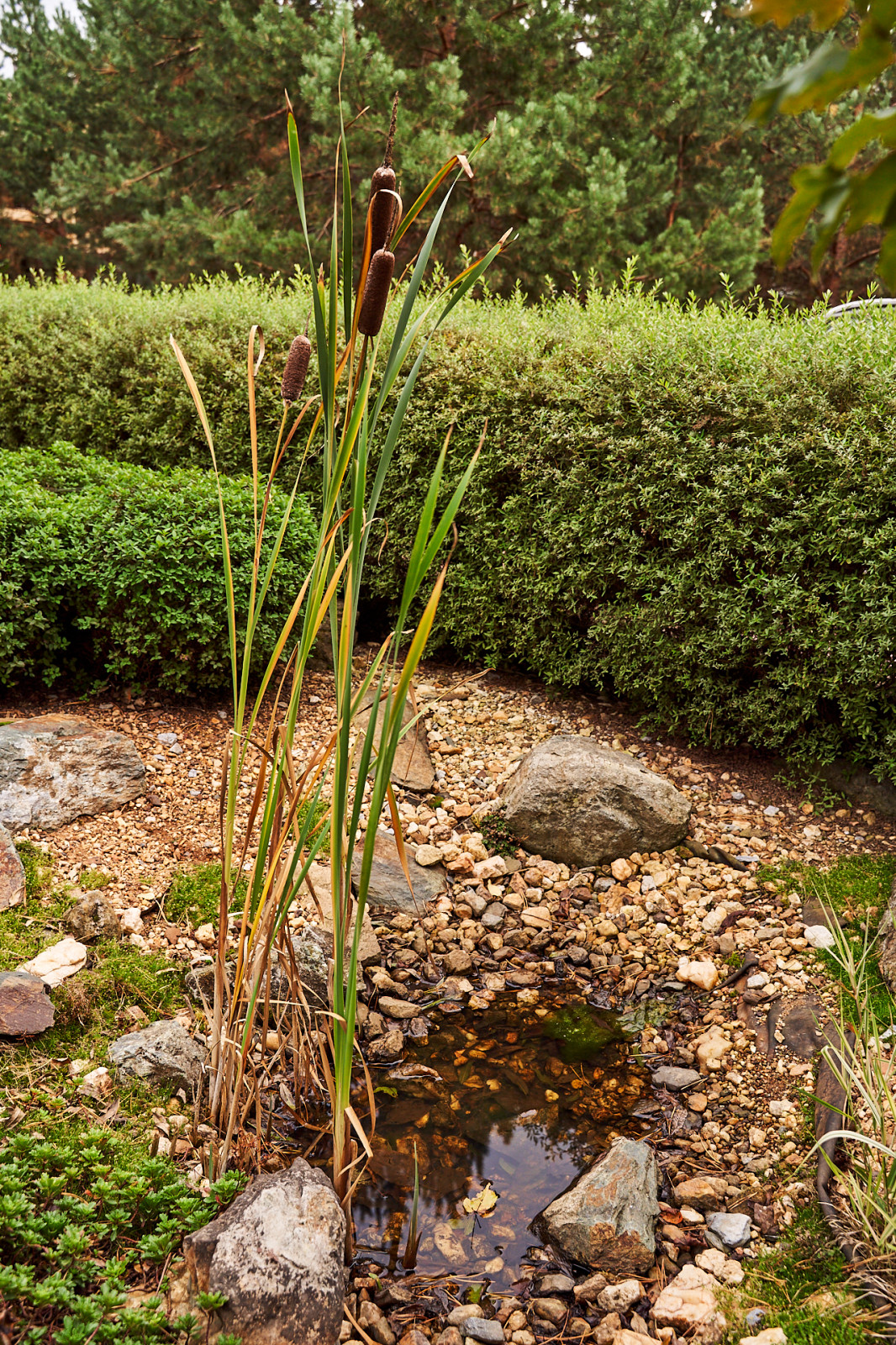 Японский садик "Живи,созерцая..."