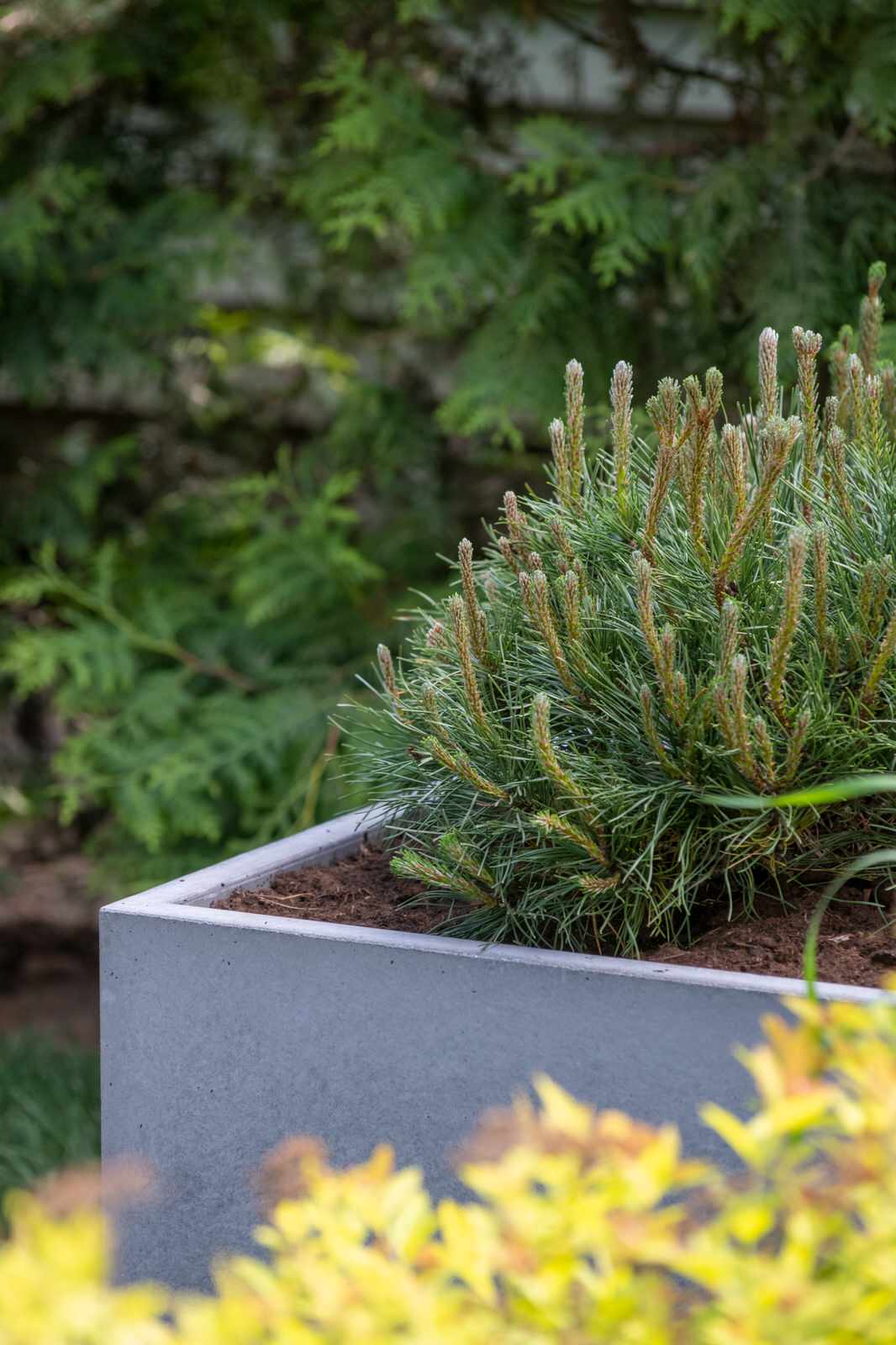 Обложка проекта: Терраса и зона барбекю для Дмитрия Крылова. Передача "На дачу! С Наташей Барбье"