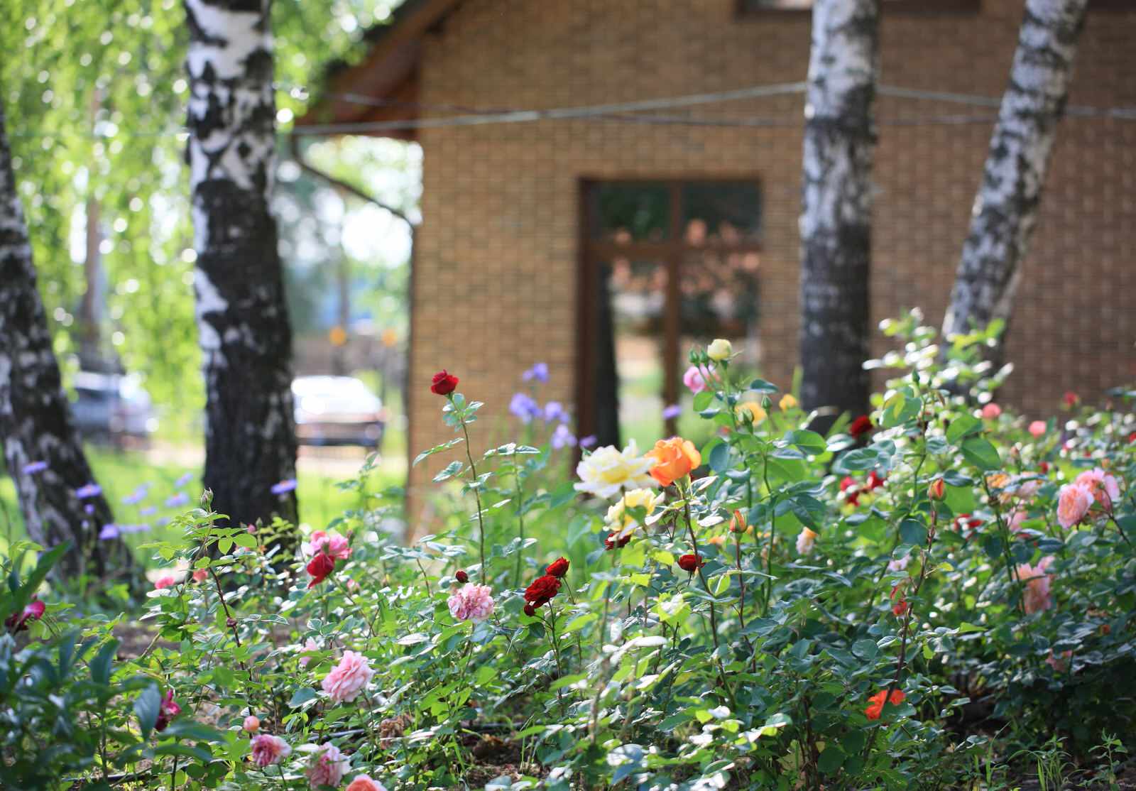 Березовая роща