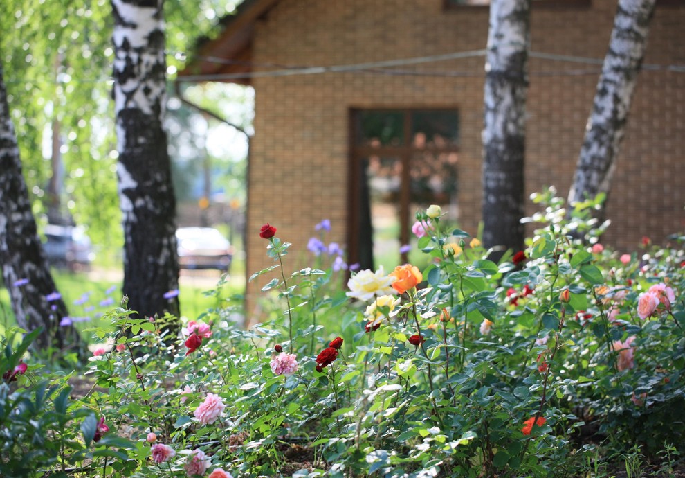 Березовая роща