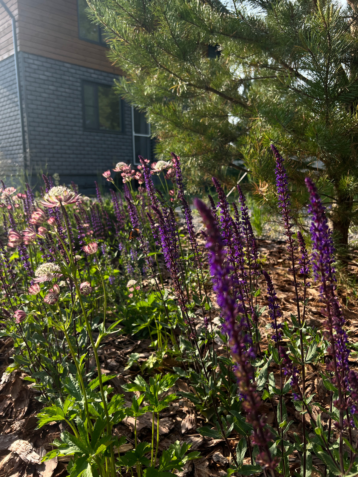 Сад у Озернинского водохранилища 12 сот.