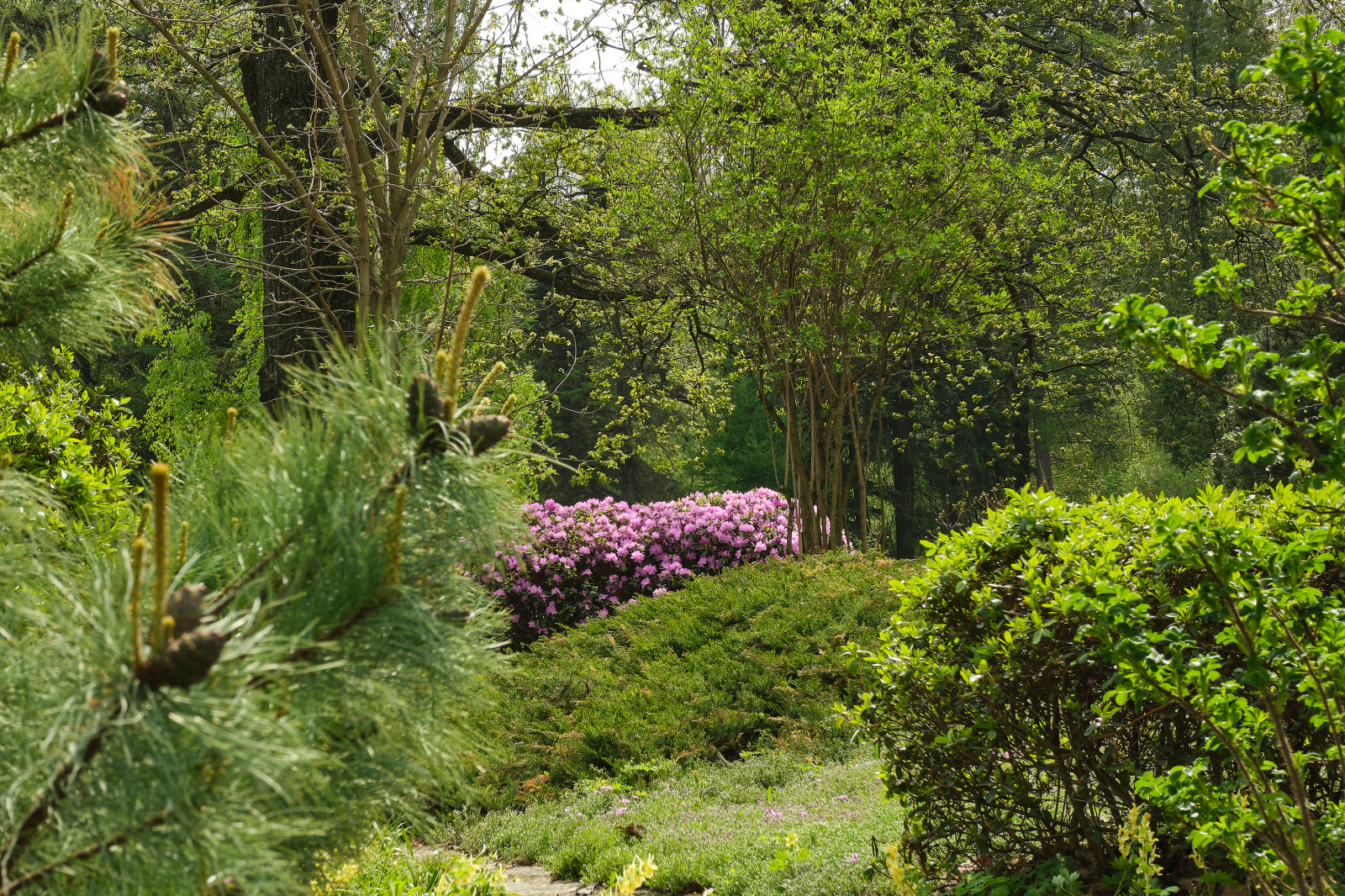 Японский сад в Ботаническом саду БИН РАН, СПб, Петроградка