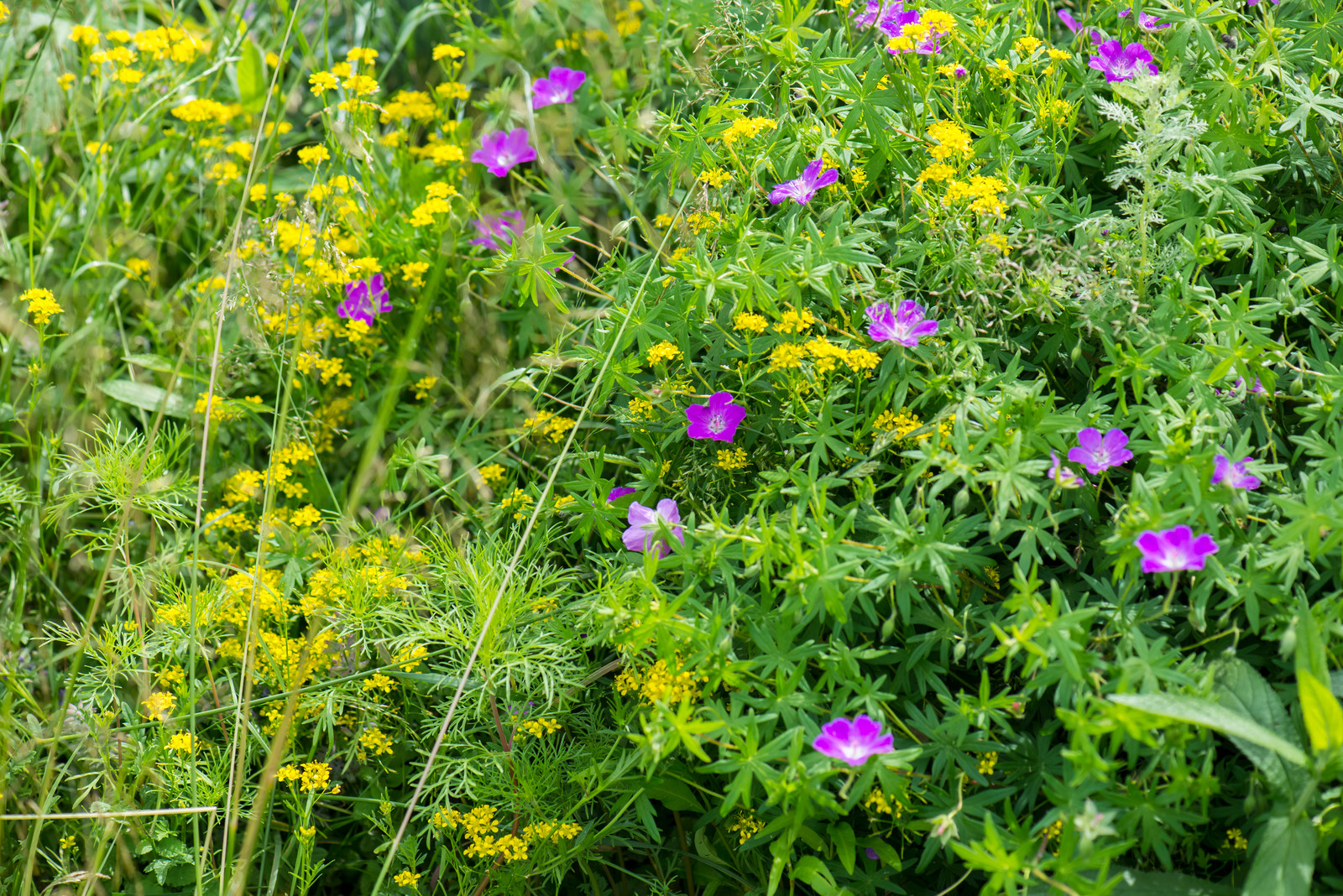 Цветник в  природном стиле  (" New Perennials"  или "Новая волна")
