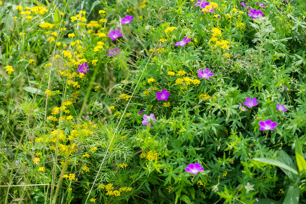 Цветник в  природном стиле  (" New Perennials"  или "Новая волна")