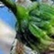 Елена Евлахова