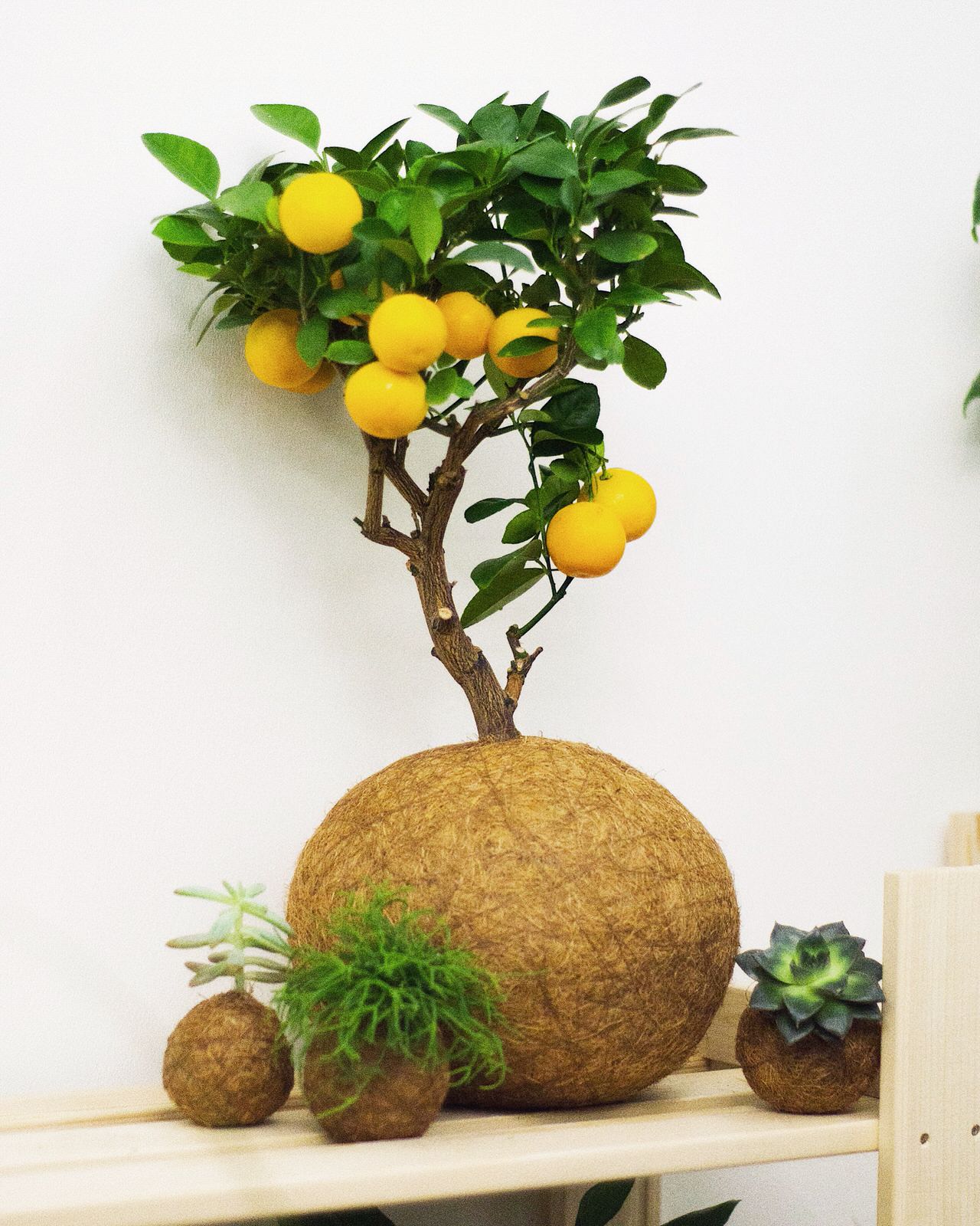 Кокедамы в интерьере