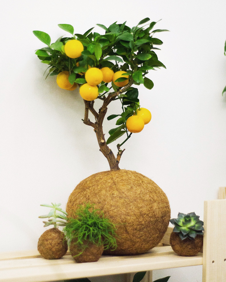 Кокедамы в интерьере